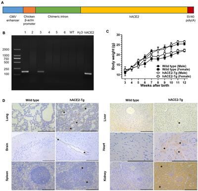 A highly susceptible hACE2-transgenic mouse model for SARS-CoV-2 research